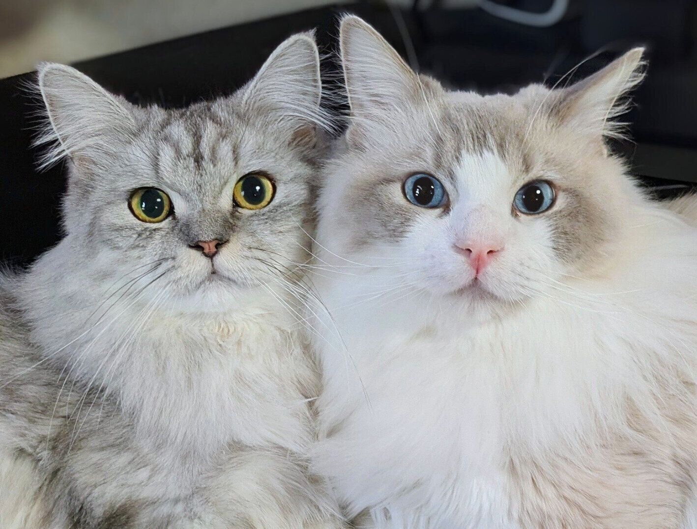 顔を寄せ合うしゅらくん、りおらくん