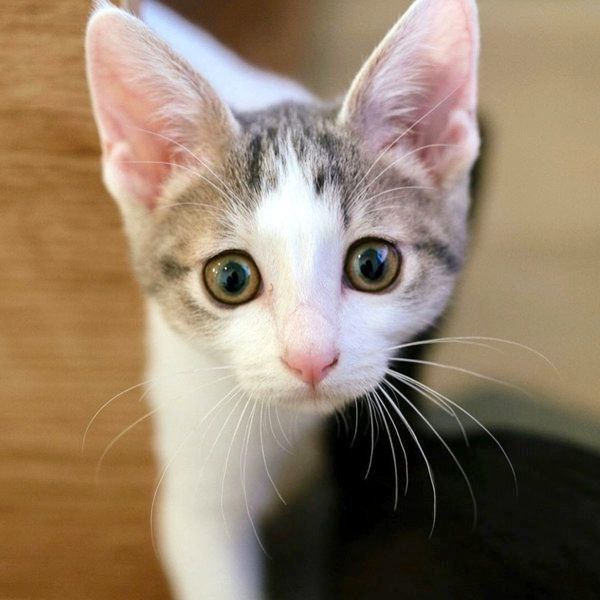 元保護猫・ナナちゃん