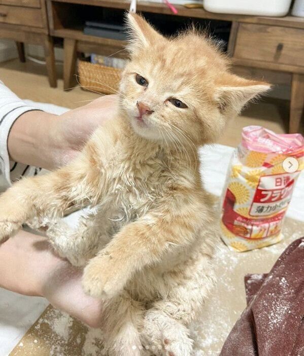 保護翌日のみゃおちゃん