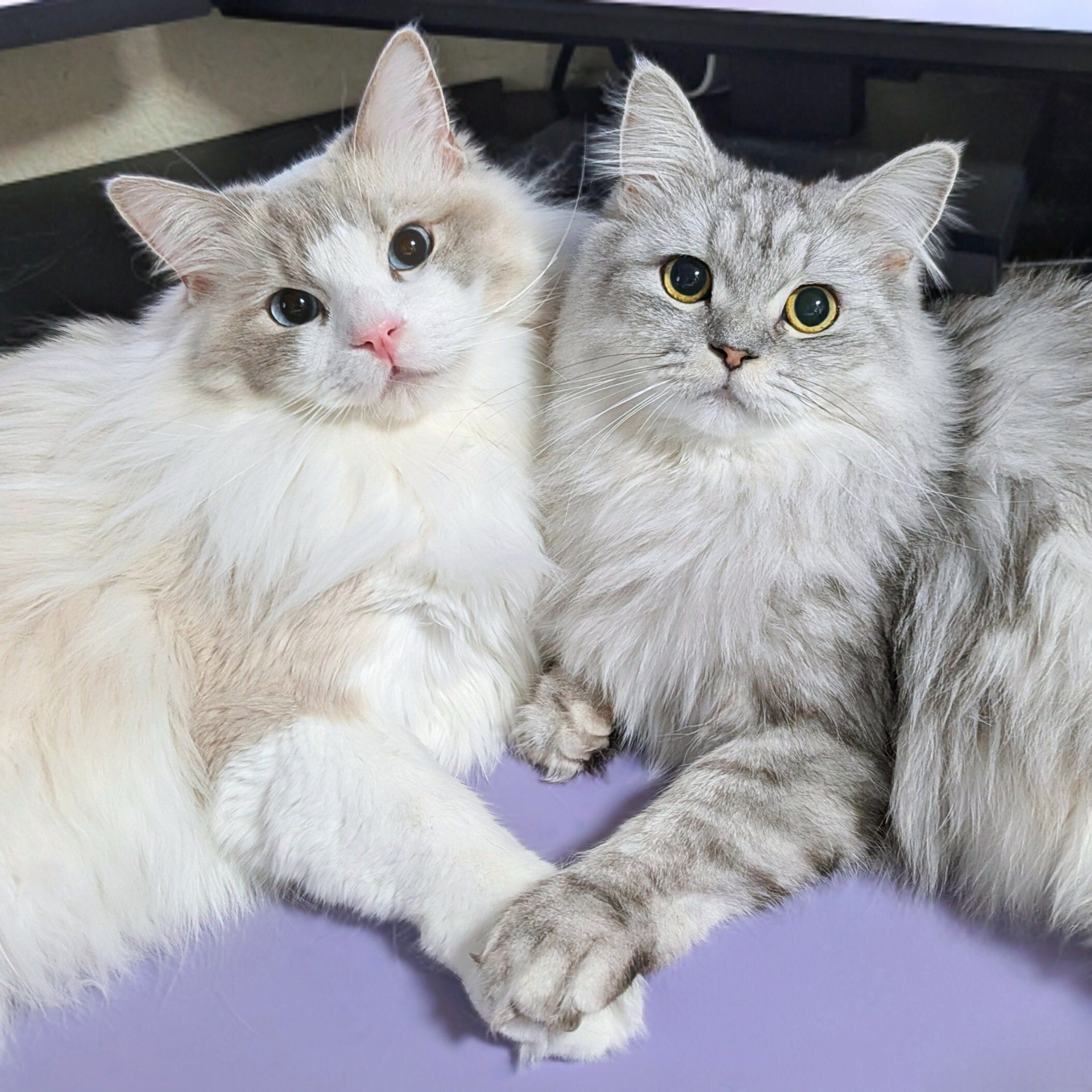 前足を重ねるしゅらくん、りおらくん