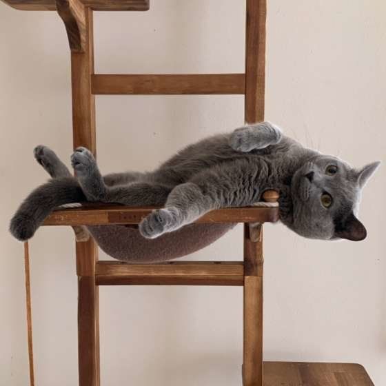 キャットタワーで遊ぶ猫