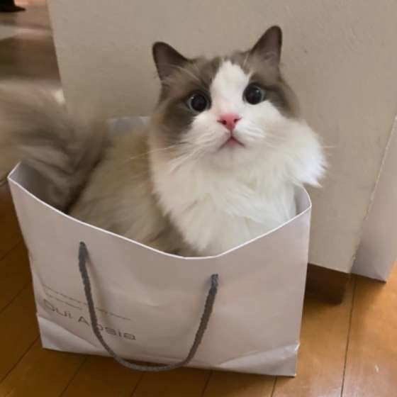 袋に入るラグドール
