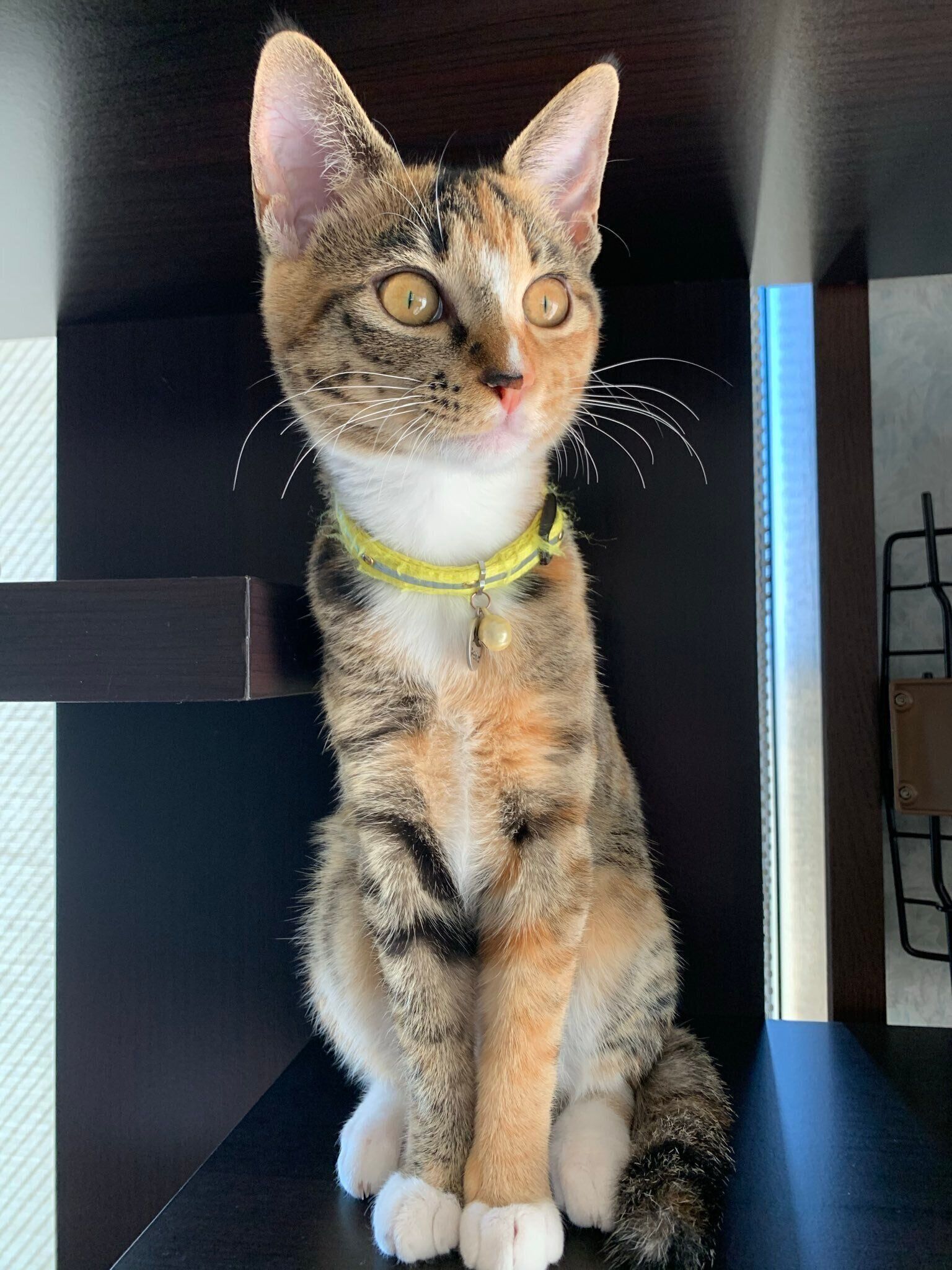 子猫時代のたらこちゃん。