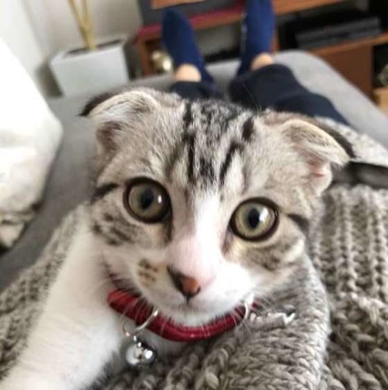 見つめるスコティッシュフォールド