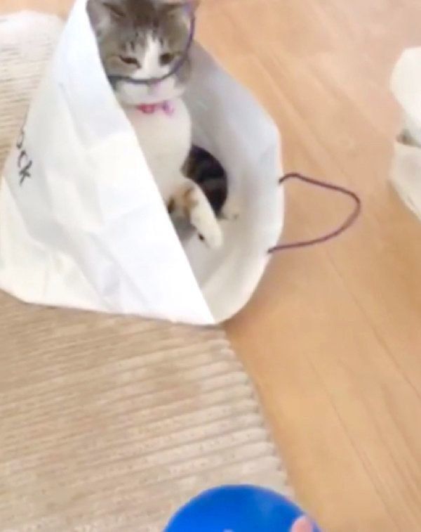 風船で遊ぶはるさめちゃん