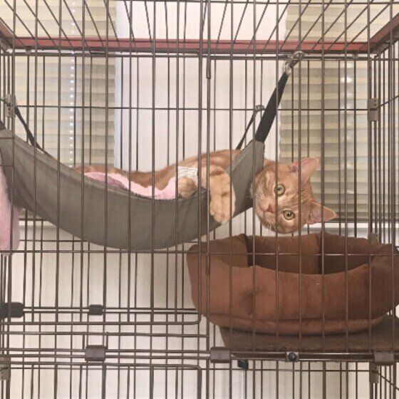 ケージでくつろぐアメリカンショートヘア
