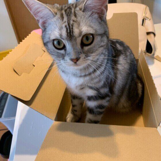 箱に入るアメリカンショートヘア