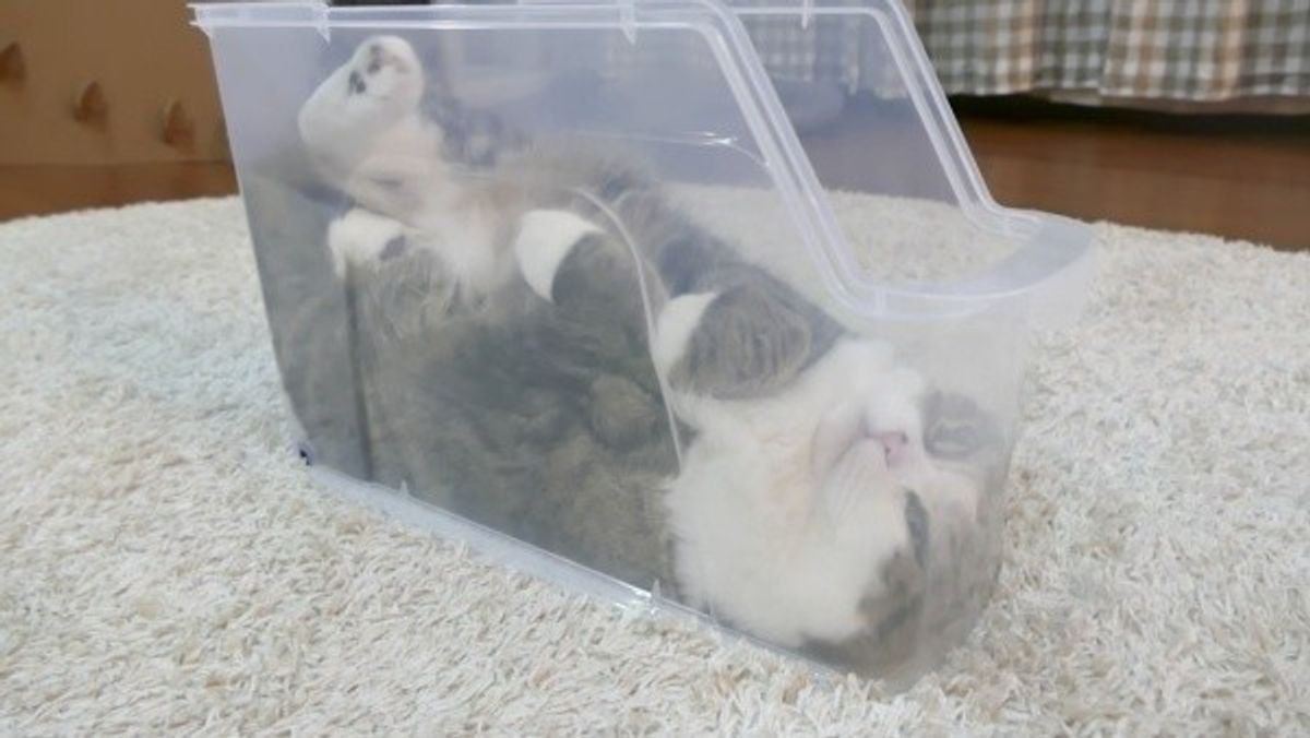 猫動画 細いケースの中に収まるニャンコ つらくないの という体勢でくつろぐ ねこのきもちweb Magazine 猫動画 細いケースの中に収まるニャンコ つらくないの という体勢でくつろぐ ねこのきもちweb Magazine