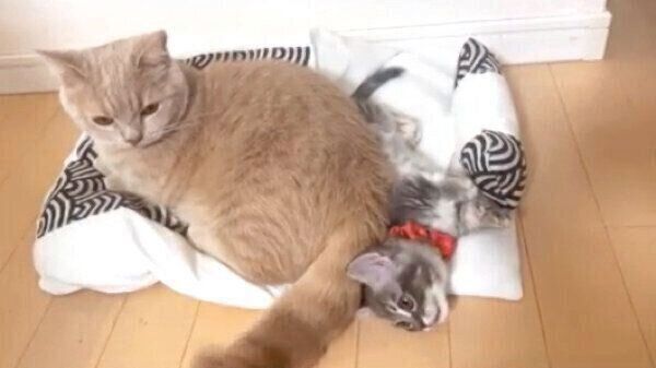 仲良くくつろぐ、つくねくんとみりんくん