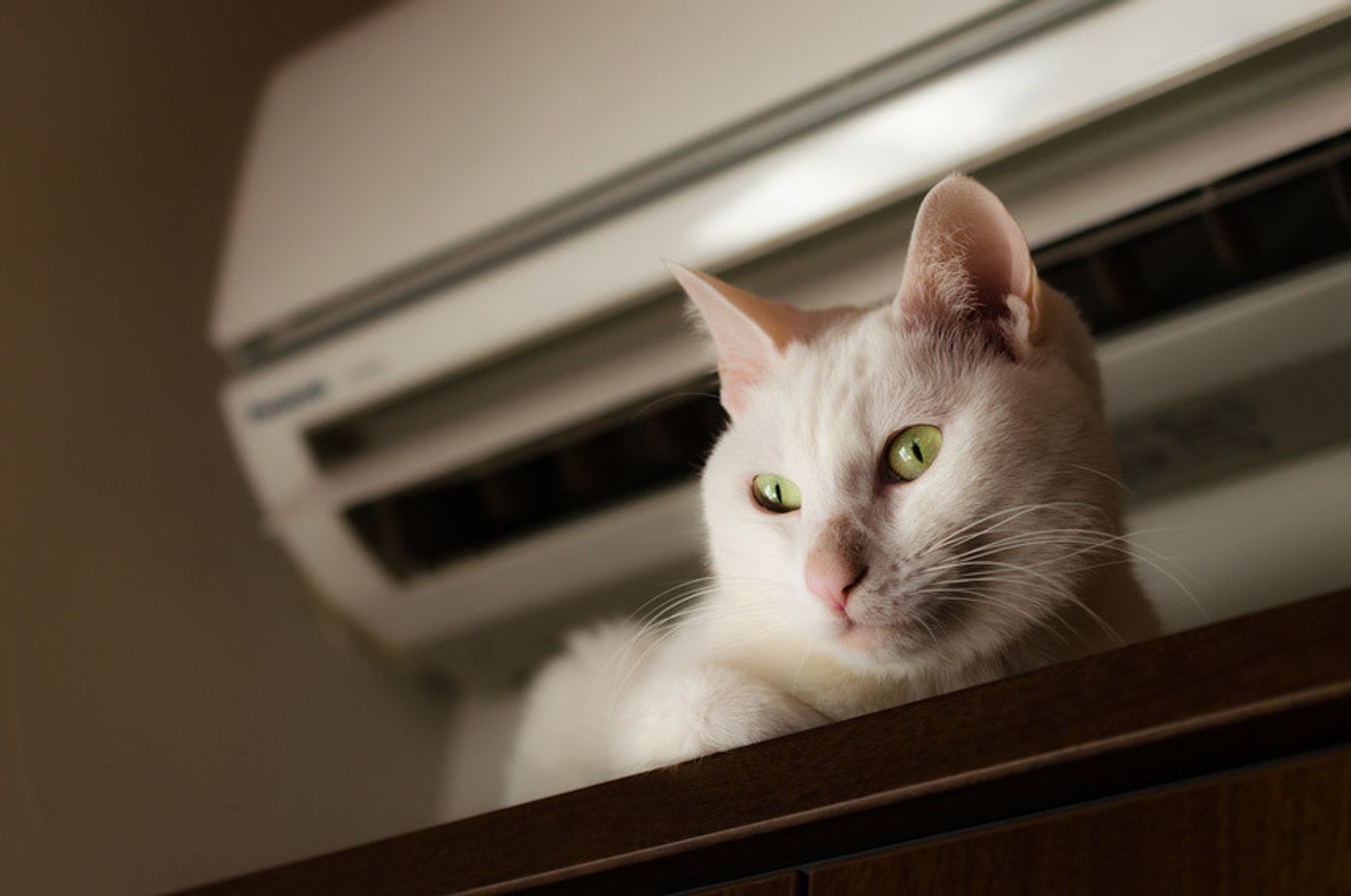 獣医師監修 猫が喜ぶ 猫部屋 おしゃれなdiyアイデアもご紹介 ねこのきもちweb Magazine 獣医師監修 猫が喜ぶ 猫部屋 おしゃれなdiyアイデアもご紹介 ねこのきもちweb Magazine