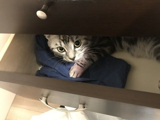 隠れるアメリカンショートヘア