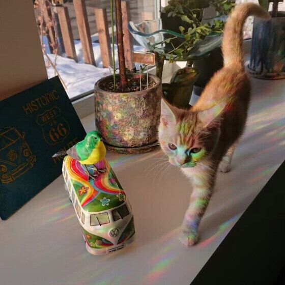 スコティッシュフォールドのアンズくん