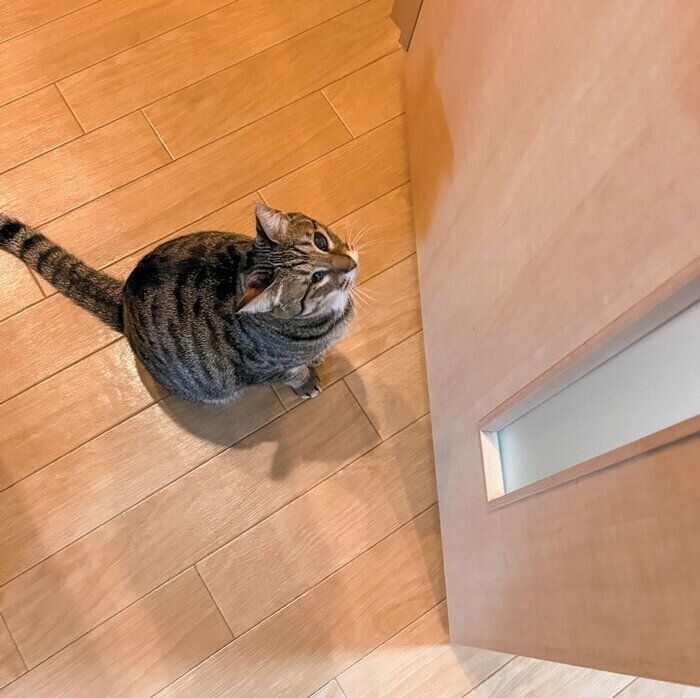 すりガラス越しにスタンバイするあんずちゃん