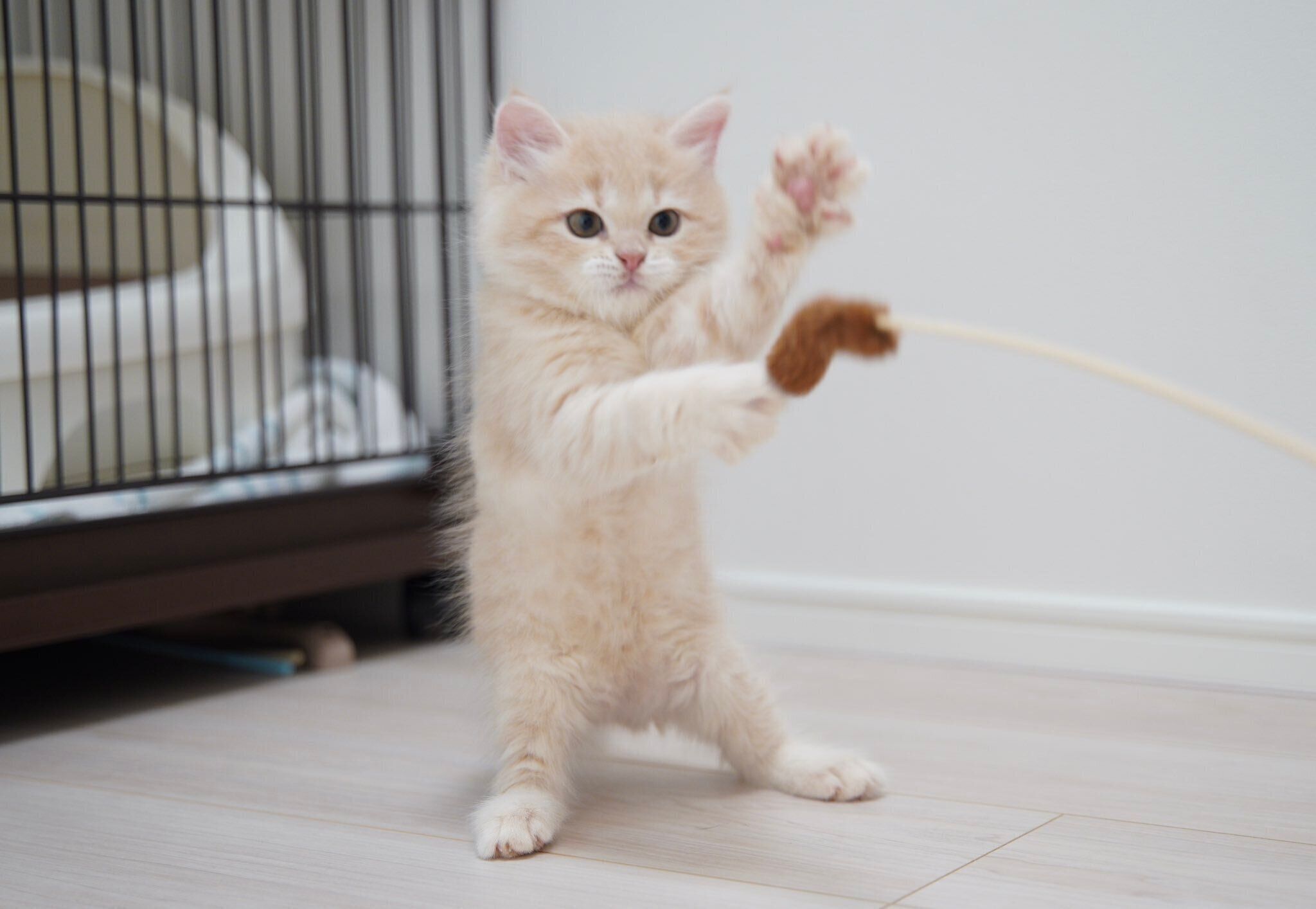 猫じゃらしで遊ぶてんぷらくん