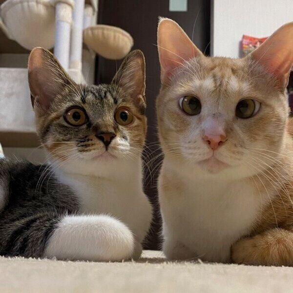 コハクくんと仲良しのマーブルちゃん