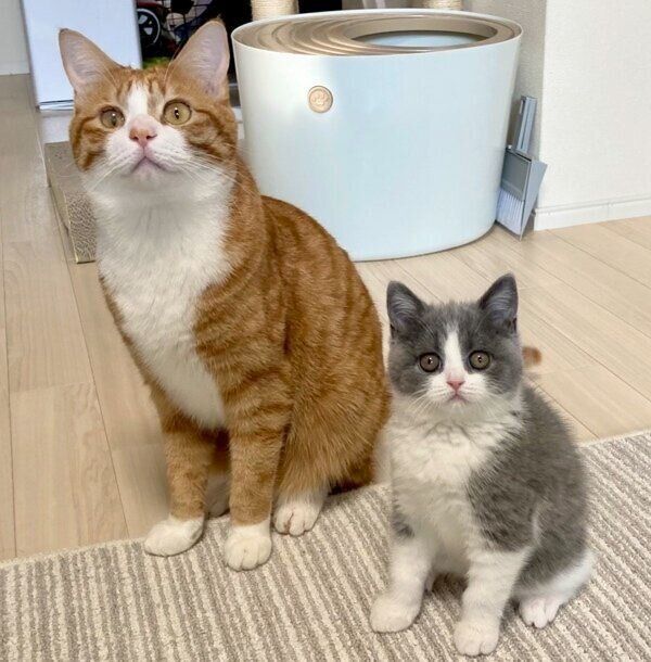 いなりくんとおそばちゃんのツーショット