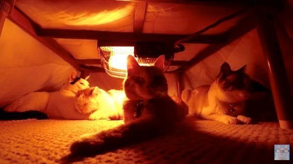 こたつの中でくつろぐ猫