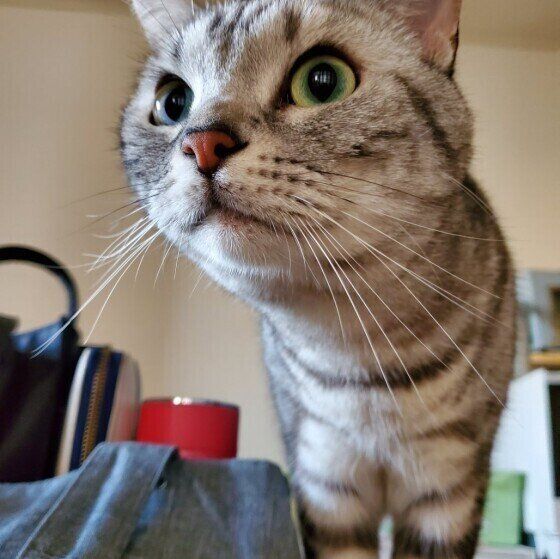 アップで写るアメリカンショートヘア