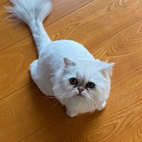 見つめるペルシャ