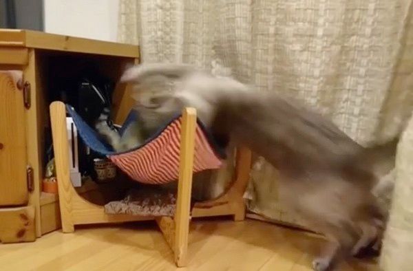 姉弟喧嘩する猫