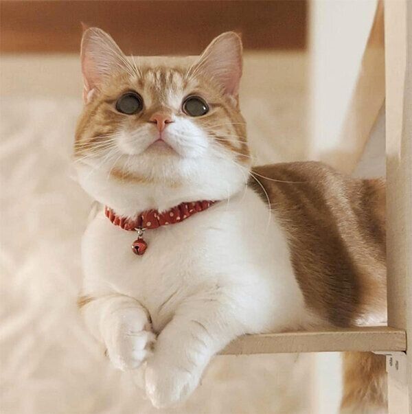 見上げるむぎちゃん