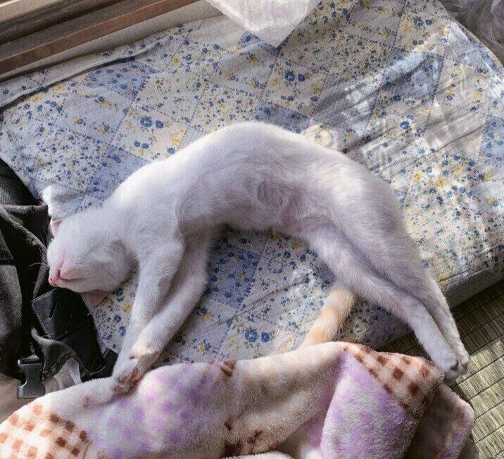 ヘソ天で眠っているかやちゃん。