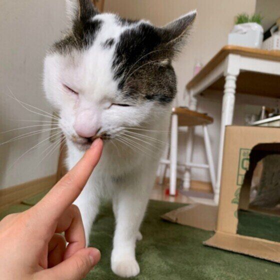 指にスリスリするしろまるくん