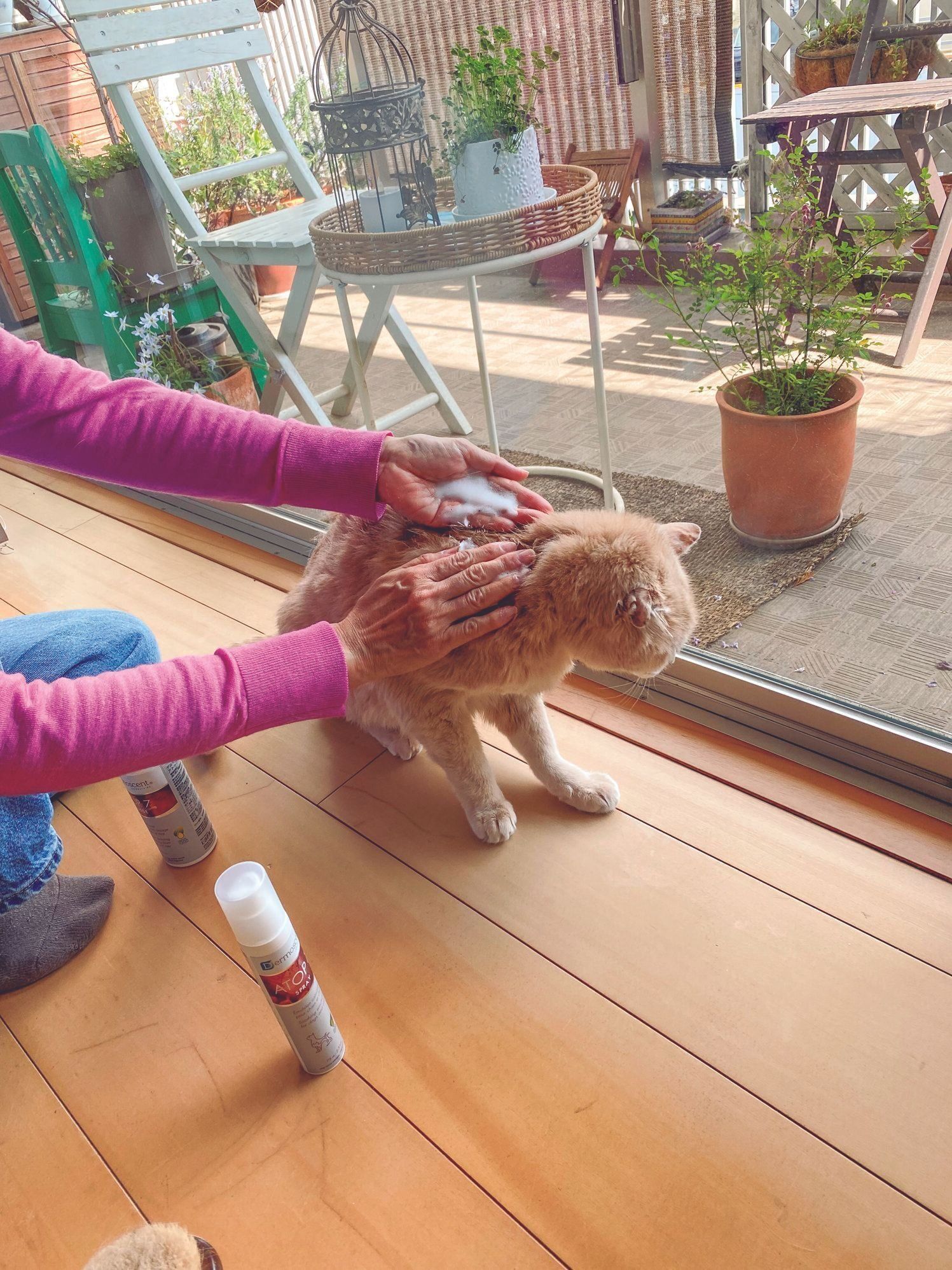 画像／ねこのきもち2023年7月号