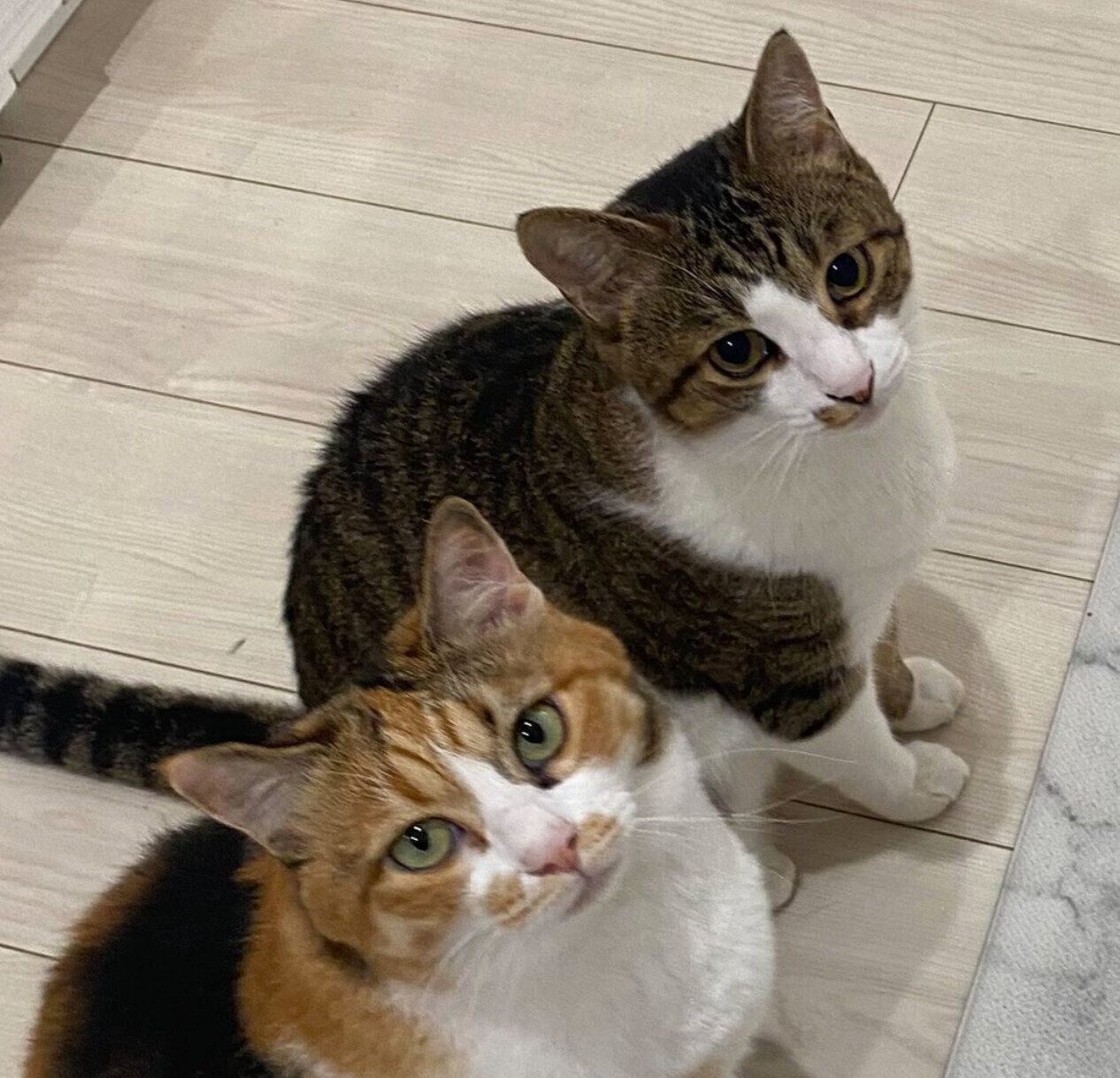 「ゴハンをもらってないふり」をするハナちゃん、ミニくん