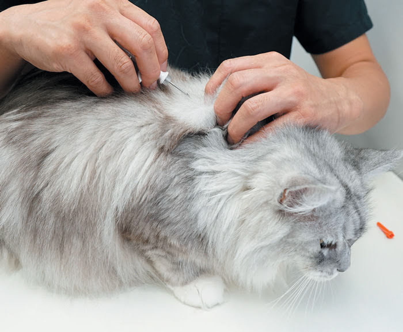装着画像 プロに聞く 猫にマイクロチップは必要 メリットは ねこのきもちweb Magazine 装着画像 プロに聞く 猫にマイクロチップは必要 メリットは ねこのきもちweb Magazine