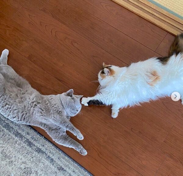 まったりするらむねちゃん、みるくちゃん