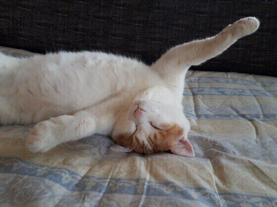 へそ天で寝ている猫