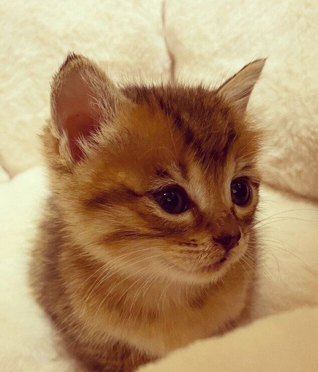 生後2～3カ月の猫