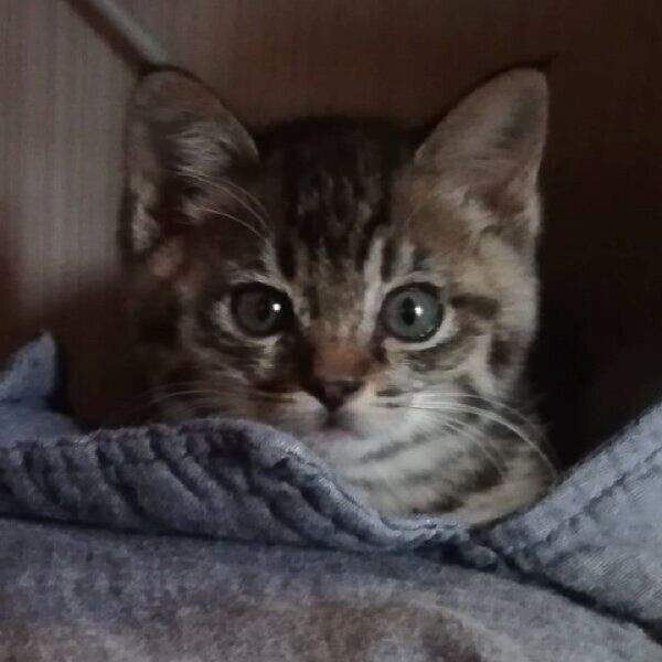 子猫時代のコイモちゃん