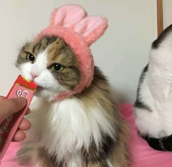 ちゅ〜るを食べるスコティッシュフォールド・ロングヘア