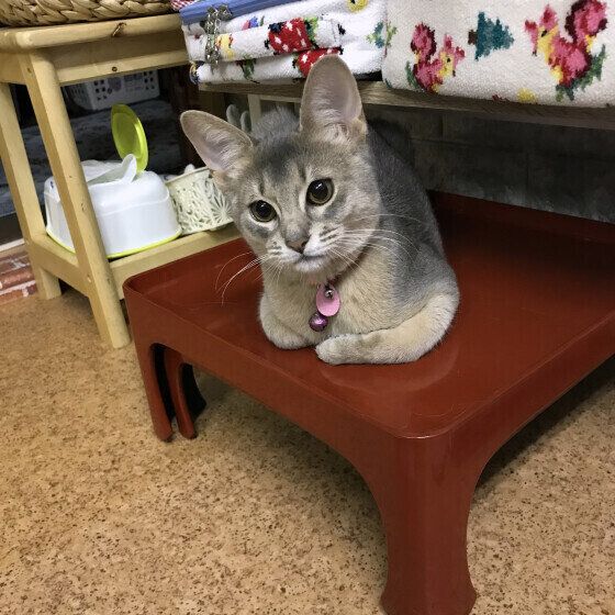 アビシニアンのアビゲイルちゃん