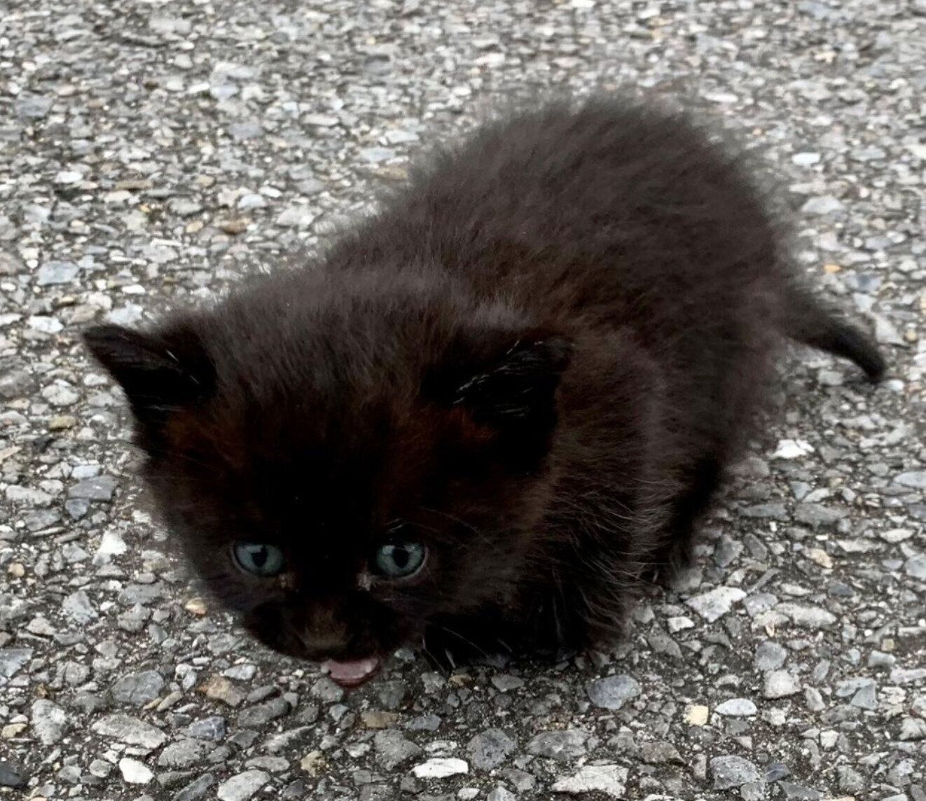 保護当時のトトちゃん