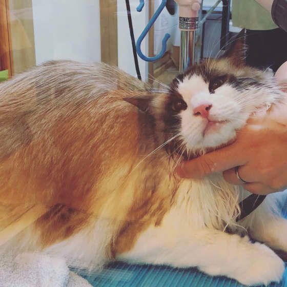 体を乾かすラグドール