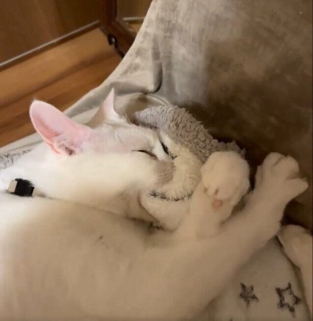 ちゅぱちゅぱ・フミフミするミルくん