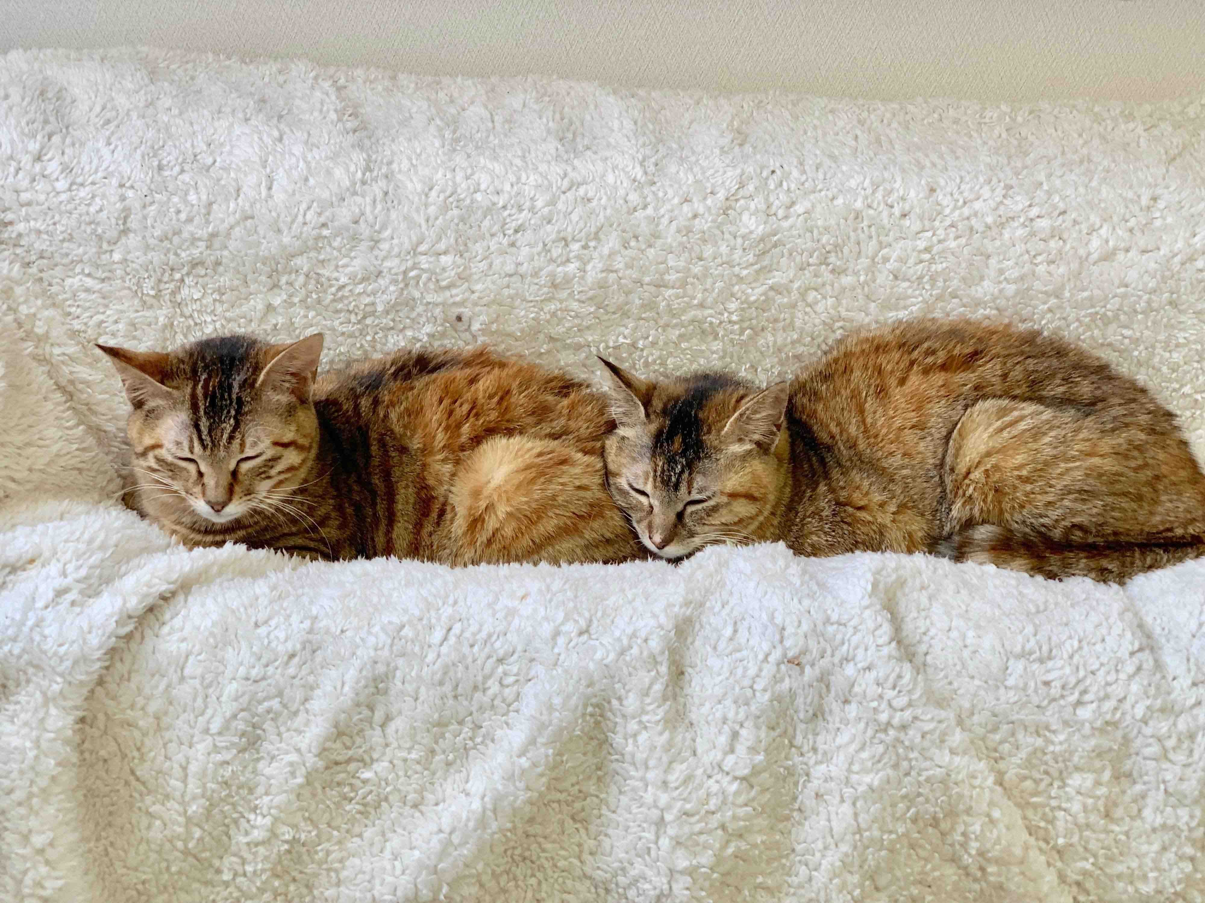 画像提供／御蔵島のオオミズナギドリを守りたい有志の会