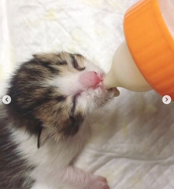 ミルクを飲む子猫