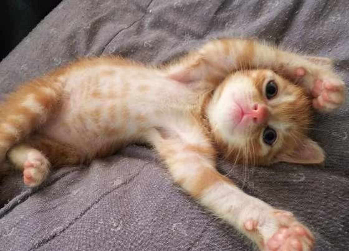 猫の舌のトゲトゲは子猫にはないって本当 猫の舌トリビア3つ ねこのきもちweb Magazine 猫の舌のトゲトゲは子猫にはないって本当 猫の舌トリビア3つ ねこのきもちweb Magazine