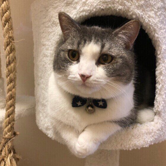 キャットタワーに入るマンチカン