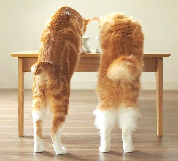 元保護猫・うりちゃんといくらちゃん