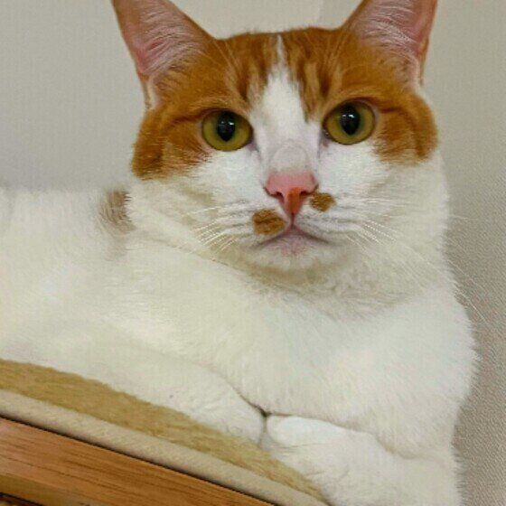 茶白のりつくん