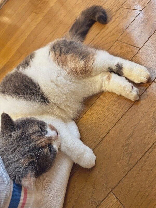 飼い主さんの足を枕にするみこちゃん