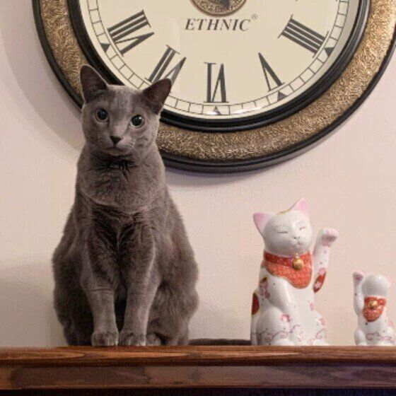 ロシアンブルーのルーちゃん