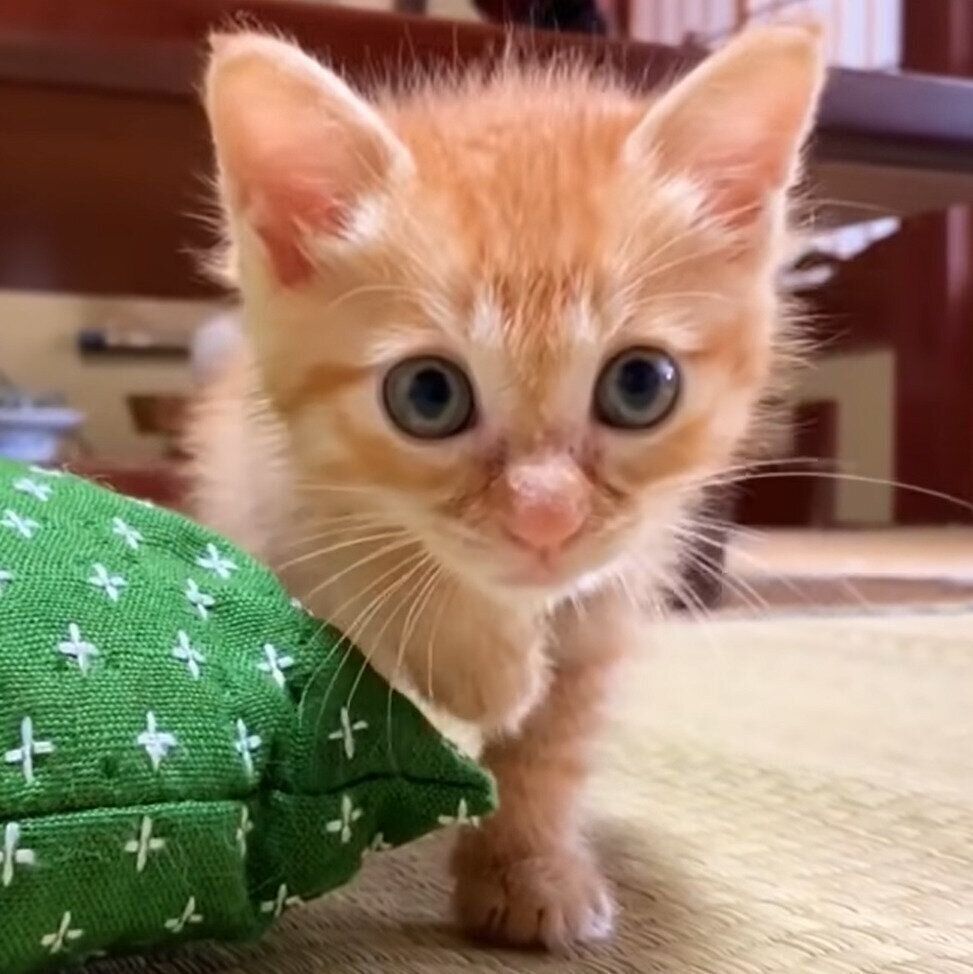 子猫のリクちゃん