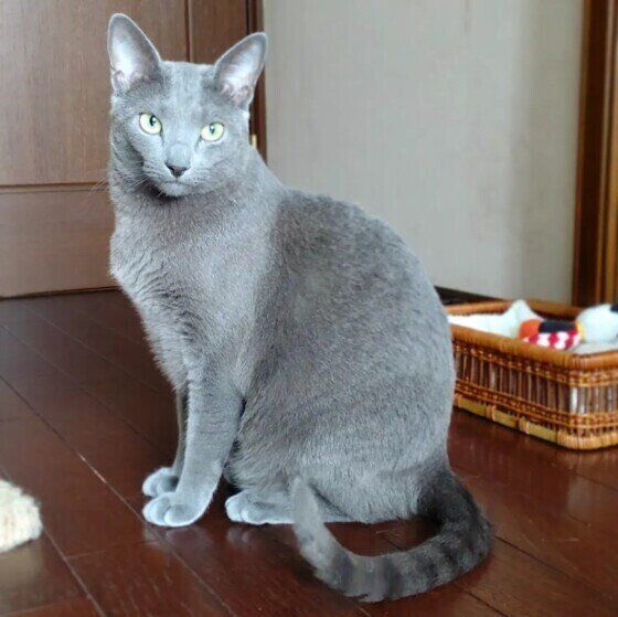 ロシアンブルーのぐりちゃん