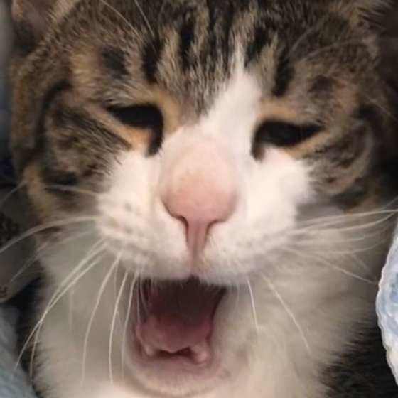 あくびをする猫